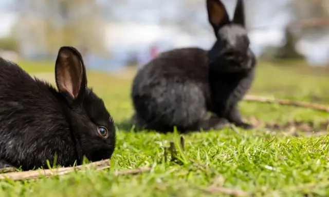 Zwei schwarze Kaninchen auf einer grünen Wiese. Vielleicht suchen Sie nach Alaska Kaninchen kaufen?