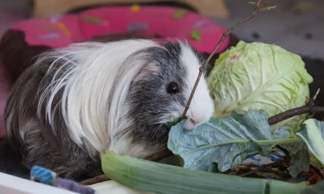 Ein flauschiges Meerschweinchen knabbert genüsslich an einem Blatt Feldsalat, daneben liegt ein Kohlkopf.