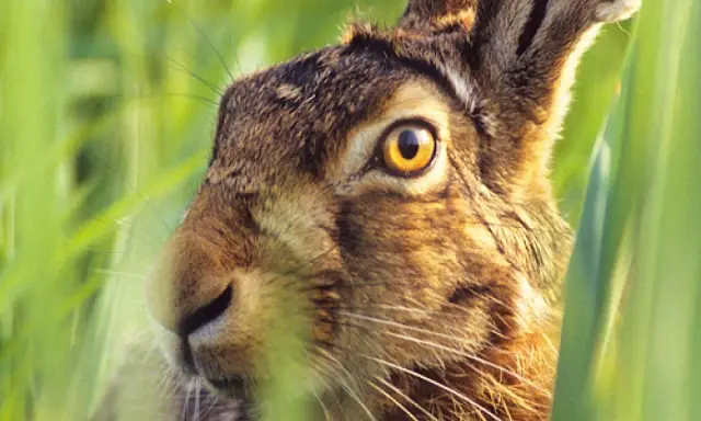 Ein Hase versteckt sich im hohen Gras. Seine großen, gelben hase augen blicken neugierig in die Ferne.