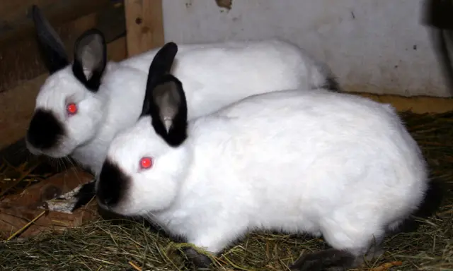 Zwei weiße Russen Kaninchen mit roten Augen und schwarzen Ohren und Nasen sitzen im Stroh.