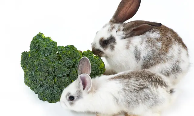 Zwei Kaninchen knabbern genüsslich an einem grünen Brokkoli.