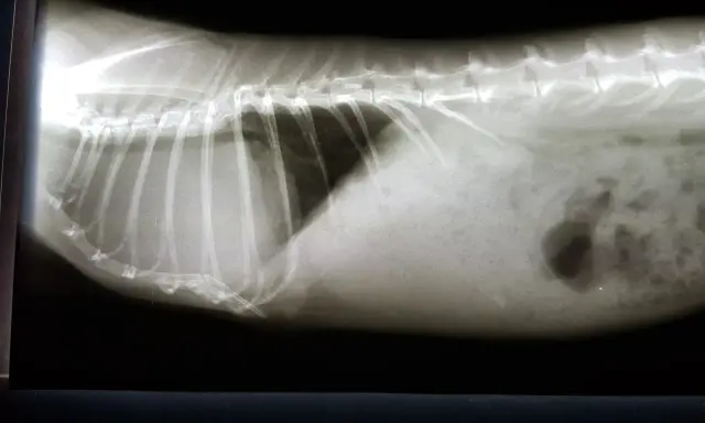 Röntgenbild eines Kaninchens mit einem auffälligen Schatten im Bauchraum, der auf einen möglichen **Kaninchen Tumor** hindeutet.