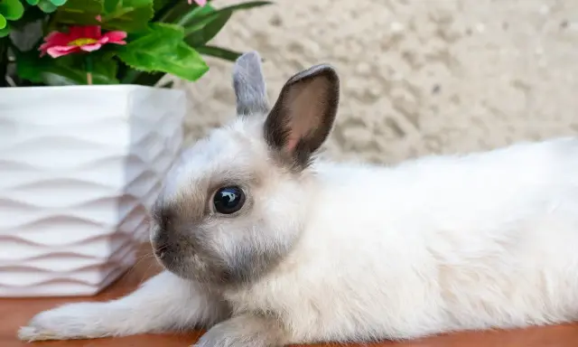 Ein süßes Kaninchen mit Siam-Zeichnung liegt neben einem weißen Blumentopf. Informationen zu verschiedenen Kaninchenrassen von A-Z mit Bildern.