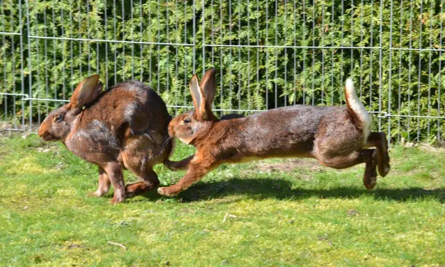 Zwei braune Kaninchen jagen sich im Kreis über eine grüne Wiese vor einem Zaun.
