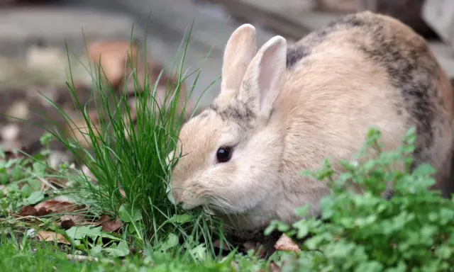 Ein flauschiges Kaninchen knabbert genüsslich an frischem Schnittlauch.
