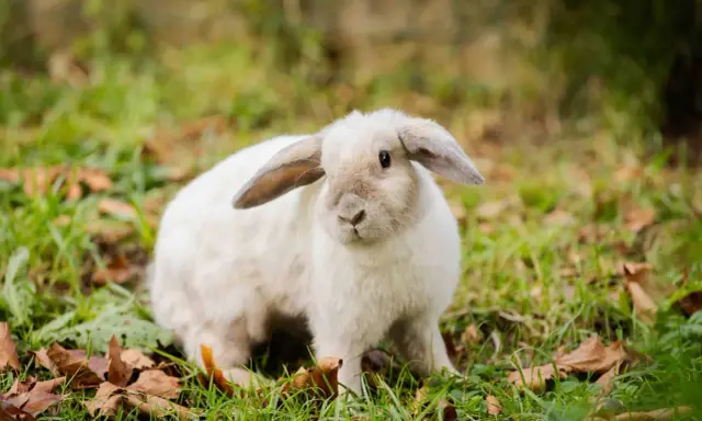 Ein flauschiges weißes Kaninchen sitzt im Gras. Es fragt sich, warum buddeln Kaninchen, vielleicht um sich zu verstecken oder ein Nest zu bauen.