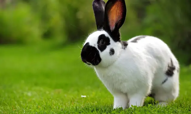 Ein schwarz-weißer deutscher Riese mit langen Ohren steht auf einer grünen Wiese.