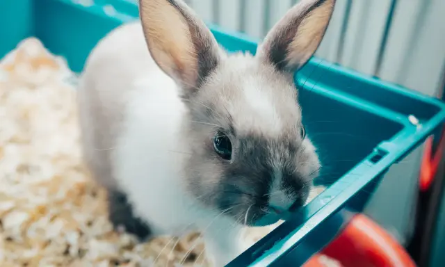 Kleines Kaninchen im Käfig, das stubenrein machen lernt.