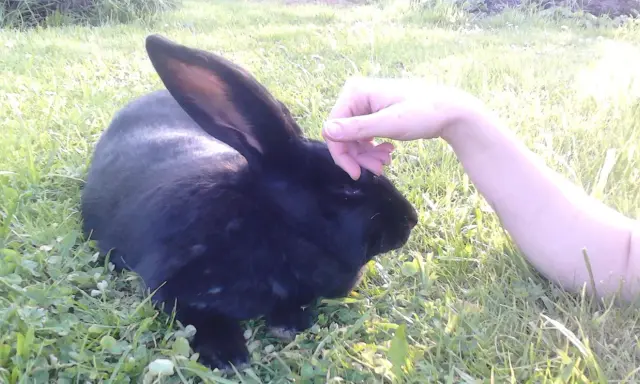 Eine Hand streichelt sanft ein schwarzes Kaninchen im Gras.