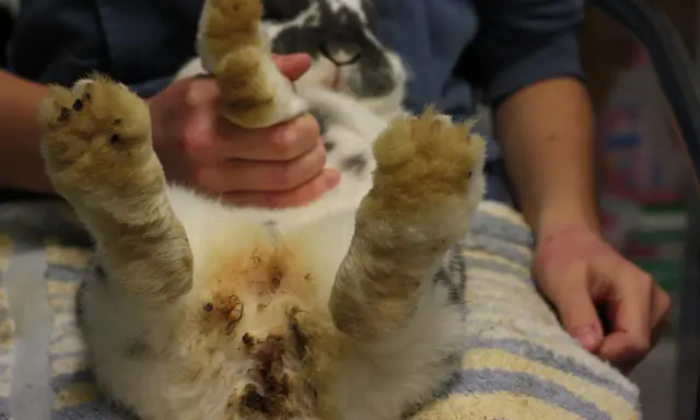 Kaninchen after mit kot verklebt, die Pfoten sind ebenfalls verschmutzt.