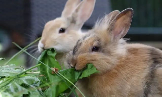 Zwei Kaninchen fressen genüsslich grünes Blattgemüse. Hoffentlich haben sie keine kaninchen zahnprobleme, denn das Futter sieht lecker aus.
