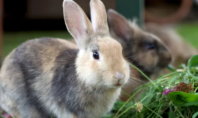 Zwei Kaninchen fressen im Gras. Ein Kaninchen mit braun-grauem Fell und hellem Gesicht ist im Vordergrund. Ein weiteres Kaninchen ist unscharf im Hintergrund zu sehen.