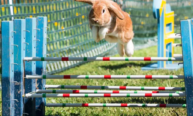 Ein braunes Kaninchen fliegt über ein Hindernis. Man sieht, wie hoch springen kaninchen bei diesem Agility-Parcours.