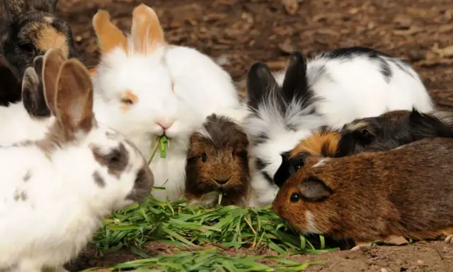 Eine Gruppe von Meerschweinchen und Kaninchen teilt sich genüsslich frisches Gras.