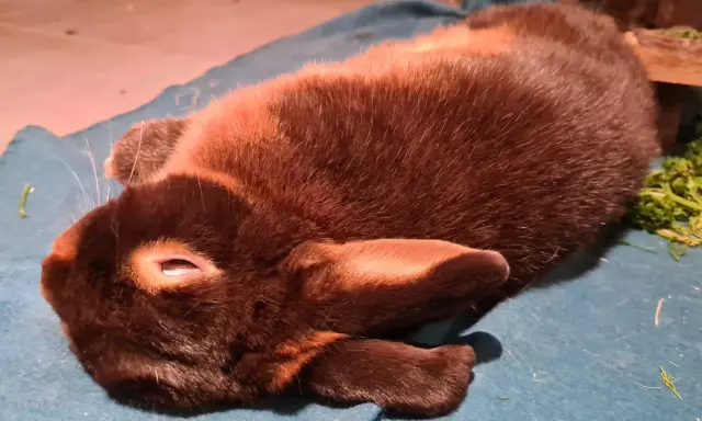 Ein braunes Kaninchen liegt entspannt auf einer blauen Decke. Es scheint, als ob das Kaninchen rammelt ununterbrochen, aber es ist nur ein Traum.