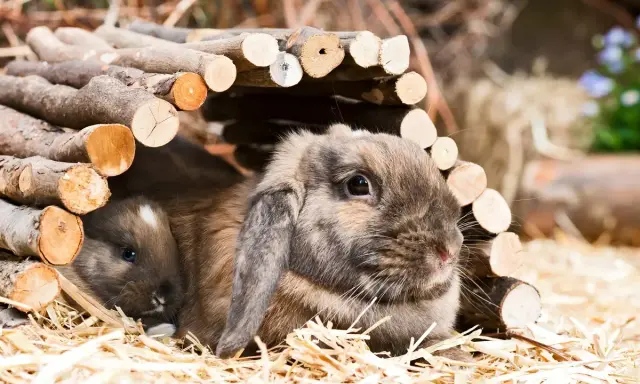 Zwei niedliche Zwergwidder, braun und grau, kuscheln sich in ihrem Unterschlupf aus Holz.
