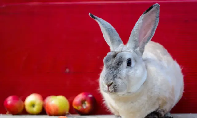 Ein flauschiger Castor Rex Hase sitzt vor einer roten Wand, daneben liegen Äpfel und Karotten.