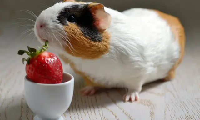 Ein Meerschweinchen nascht genüsslich von einer Erdbeere in einem kleinen weißen Napf.