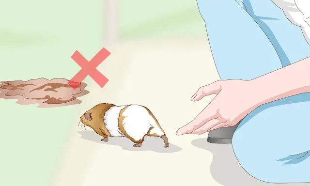 Ein Meerschweinchen wird von einer Person gehalten. Daneben ist eine Pfütze mit einem roten Kreuz, was bedeutet, dass Meerschweinchen baden nicht gut ist.