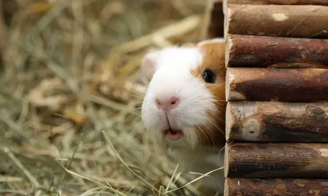 Ein Meerschweinchen lugt neugierig aus seinem Holzhaus. Wie viel Platz brauchen 2 Meerschweinchen? Genug, um sich wohlzufühlen und zu spielen!