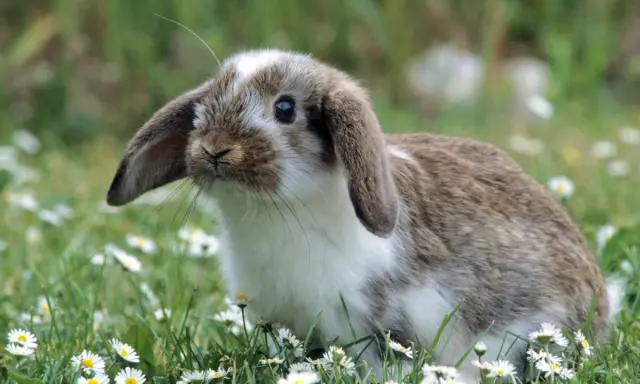 Ein süßes Kaninchen zittert leicht im Gras, umgeben von Gänseblümchen.