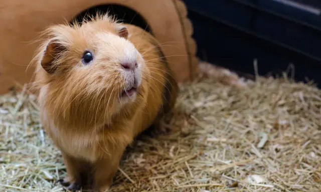 Ein flauschiges Meerschweinchen sitzt auf einer dicken Schicht Heu vor seinem Holzhaus.