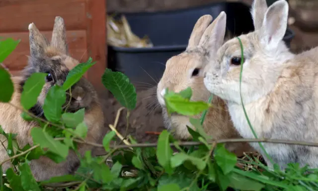 Drei Kaninchen verstecken sich hinter grünen Blättern. Eines schaut neugierig hervor, während die anderen beiden genüsslich fressen. Rotkohl ist eine ihrer Lieblingsspeisen.