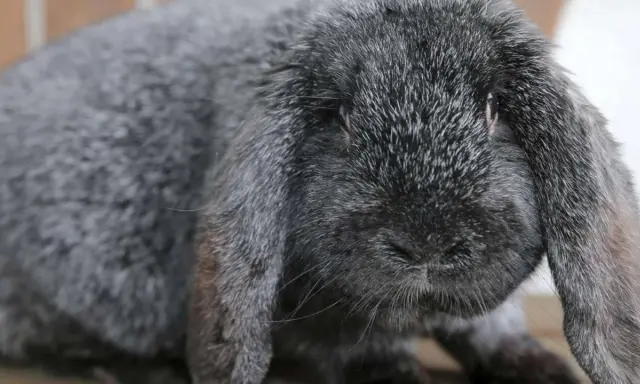 Grauer Meißner Widder mit langen Schlappohren. Ein süßer Hase, den man kaufen kann.