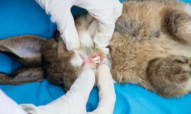 Tierarzt untersucht Kaninchenmaul auf Abszess. Hausmittel können bei leichten Entzündungen helfen, aber bei Verdacht auf Abszess ist professionelle Hilfe nötig.