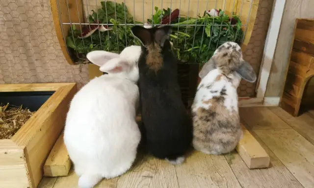 Drei Kaninchen, weiß, schwarz und gefleckt, stehen vor einem Futterkorb mit frischem Grün. Ein perfekter futterplan kaninchen.