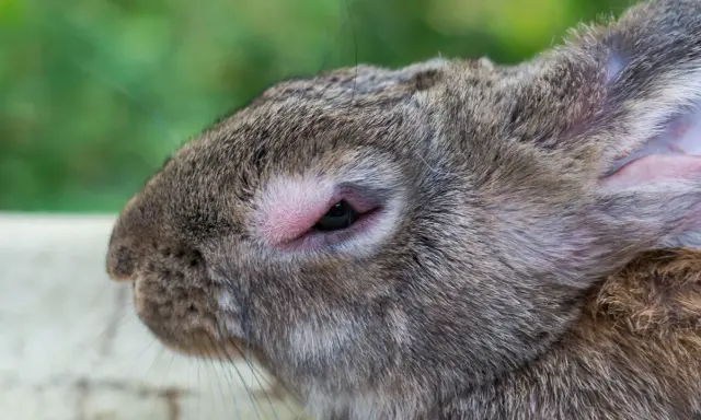 Nahaufnahme eines Kaninchenkopfes mit gereiztem Auge, möglicherweise durch einen Parasiten verursacht.