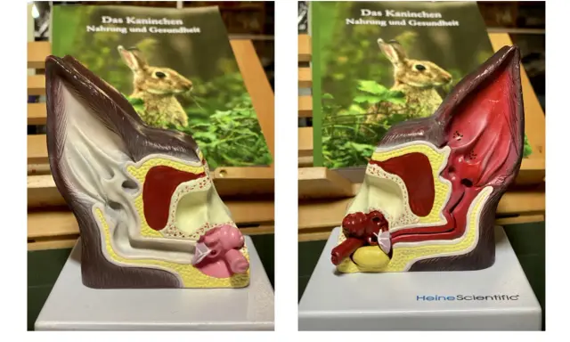 Modell eines Kaninchenohrs, das die Anatomie zeigt. Ein Buch über Kaninchenernährung und Gesundheit ist im Hintergrund zu sehen.