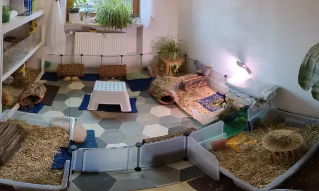 Ein geräumiges Meerschweinchen Gehege, inspiriert von Kallax Regalen, mit viel Einstreu, Häusern und Verstecken für die kleinen Nager.