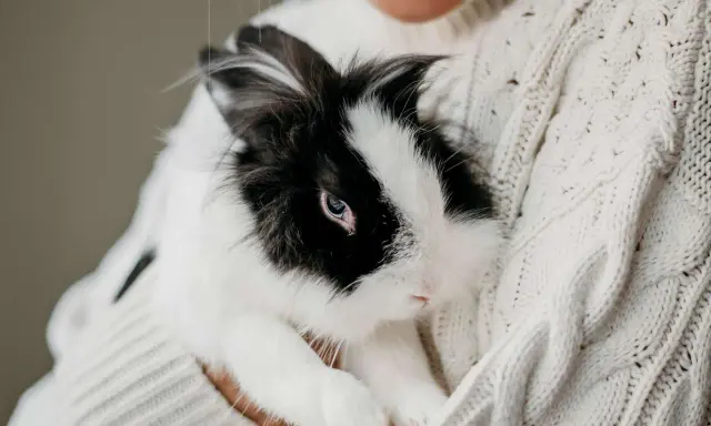 Ein schwarz-weißes Kaninchen kuschelt sich in eine Person, die einen dicken Strickpullover trägt.