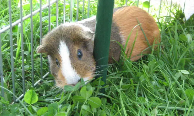 Ein neugieriges Meerschweinchen mit weißer Blesse schaut aus dem Gras hervor. Es ist in einem Gehege, umgeben von grünem Giersch.