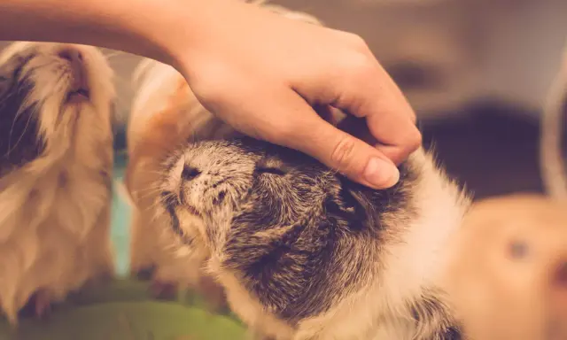 Eine Hand streichelt sanft ein Meerschweinchen. Ein weiteres Meerschweinchen ist im Hintergrund zu sehen.