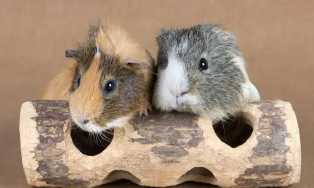Zwei Meerschweinchen, die sich gut verstehen, schauen neugierig aus einem Holzversteck. Sie sind ein tolles Beispiel dafür, wie gut sich Meerschweinchen vergesellschaften lassen.