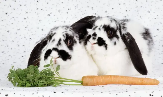 Zwei schwarz-weiße Kaninchen kuscheln sich aneinander, vor ihnen liegen ein Karottenbund und eine einzelne Karotte.
