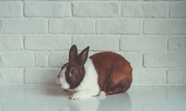 Ein braun-weißes Kaninchen liegt auf einer glatten Oberfläche vor einer weißen Ziegelwand. Seine Augen sind weit geöffnet, ein mögliches Zeichen für Kaninchen Stress Symptome.