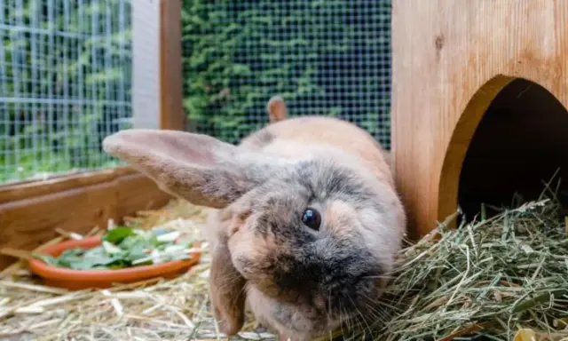 Ein Kaninchen mit langen Ohren schaut neugierig in die Kamera. Neben ihm liegt ein Napf mit frischem Grünzeug, aber er scheint sich mehr für das Heu zu interessieren, obwohl Kaninchen kein Heu fressen.