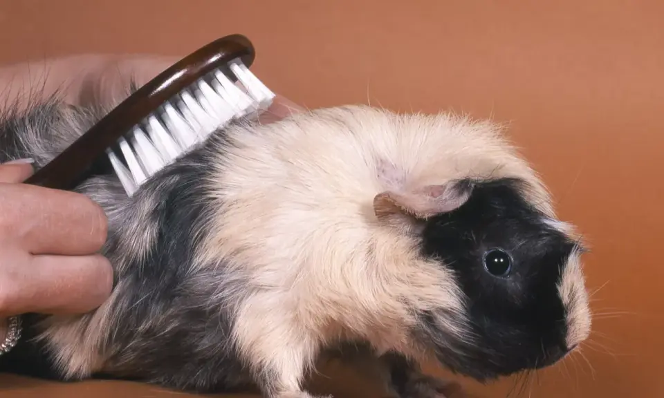 Ein Meerschweinchen bekommt eine meerschweinchen frisur. Eine Hand bürstet sein Fell, um es schön und ordentlich zu halten.