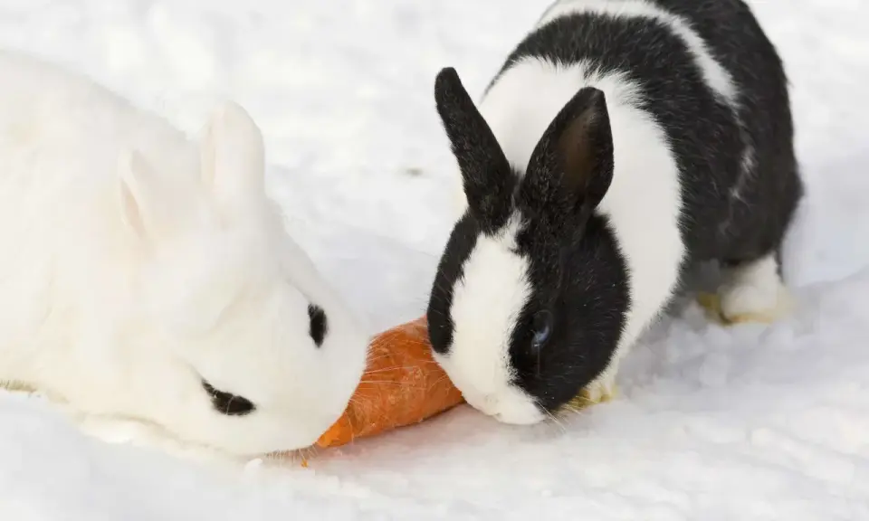 Zwei Kaninchen, ein weißes und ein schwarz-weißes, teilen sich eine Karotte im Schnee. Selbst bei Kaninchen Minusgraden schmeckt die Möhre!