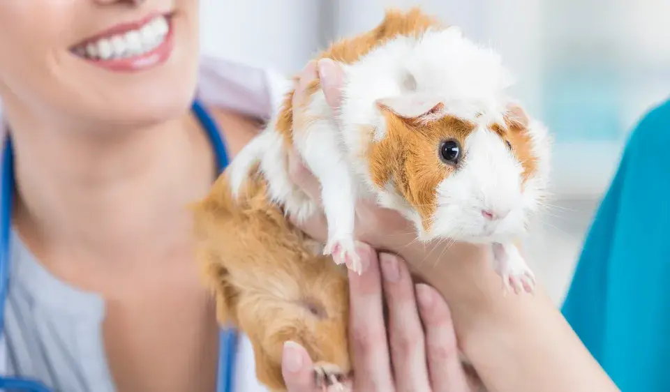 Tierärztin untersucht ein Meerschweinchen, das sie sanft hält. Die Flankenatmung des Meerschweinchens wird beurteilt.