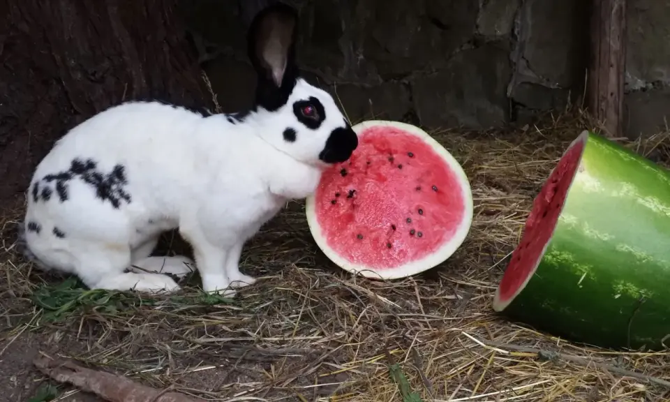 Ein schwarz-weiß geflecktes Kaninchen, das an einer Wassermelone schnuppert. Dieses deutsche Riesen Kaninchen genießt die süße Frucht.