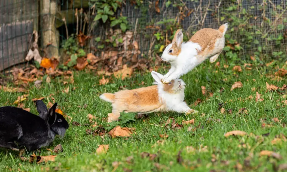 Drei Hasen, zwei springen verspielt übereinander, während ein schwarzer Hase zusieht. So sehen Hasen aus, wenn sie Spaß haben.
