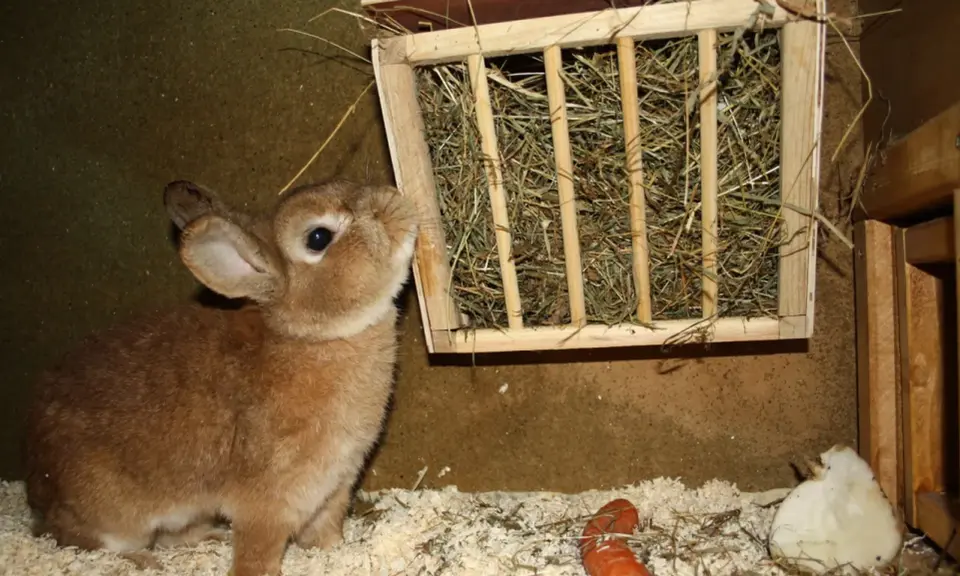 Braunes Kaninchen schaut neugierig auf einen selbstgebauten Heuraufe. Ein Karottenstück liegt daneben.
