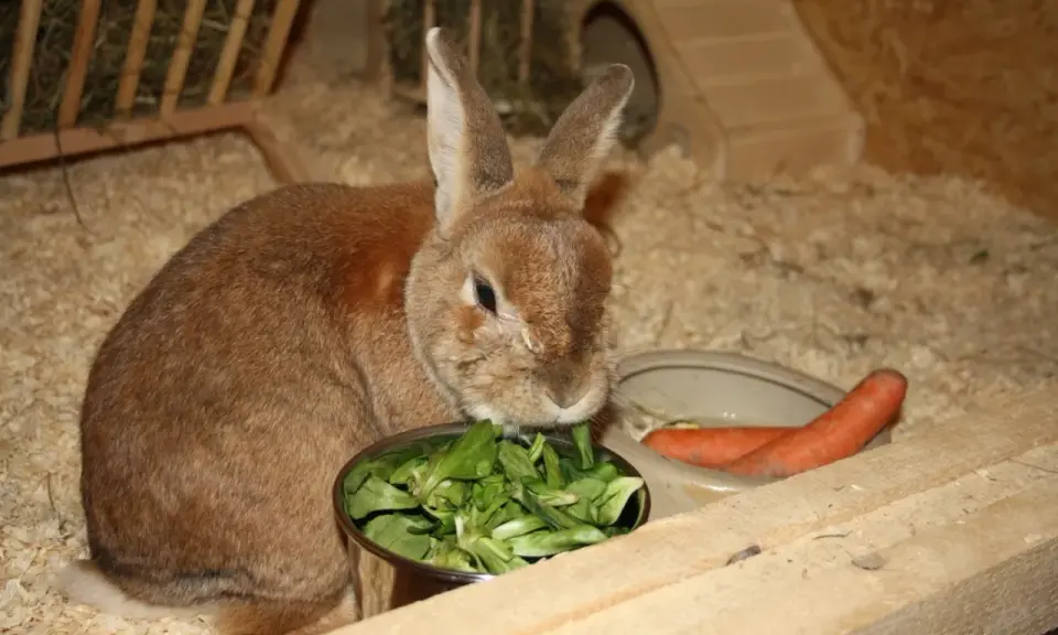 Braunes Kaninchen frisst Salat aus Napf, daneben Karotten. Eine gesunde kaninchen futterliste für glückliche Hoppels.