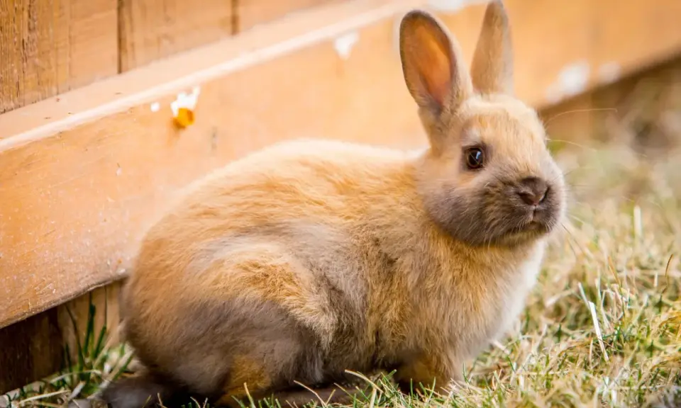 Ein flauschiges Kaninchen sitzt im Gras neben einem Holzzaun. Es bereitet sich auf den Kaninchen Nestbau vor.