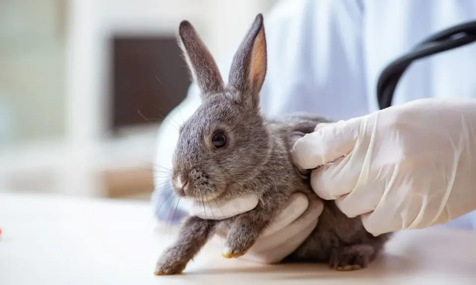 Ein Tierarzt untersucht ein Kaninchen, das oft hintereinander niest.