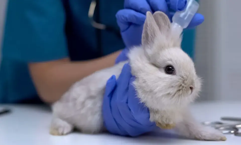 Tierarzt gibt einem Kaninchen mit Traumeel Tropfen.
